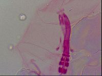 Haplomacrobiotus hermosillensis image