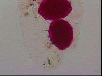 Haplomacrobiotus hermosillensis image