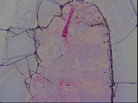 Haplomacrobiotus hermosillensis image