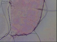 Haplomacrobiotus hermosillensis image