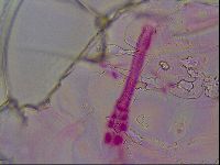 Haplomacrobiotus hermosillensis image