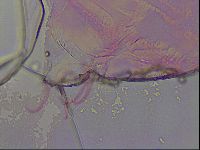 Haplomacrobiotus hermosillensis image