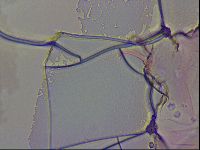 Haplomacrobiotus hermosillensis image