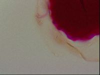Haplomacrobiotus hermosillensis image