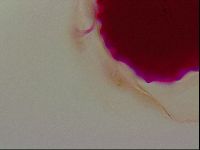 Haplomacrobiotus hermosillensis image
