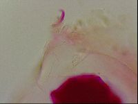 Haplomacrobiotus hermosillensis image