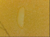 Haplomacrobiotus hermosillensis image