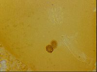 Haplomacrobiotus hermosillensis image