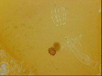 Haplomacrobiotus hermosillensis image
