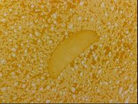 Haplomacrobiotus hermosillensis image