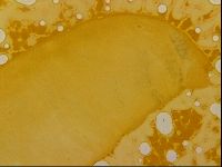 Haplomacrobiotus hermosillensis image