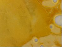 Haplomacrobiotus hermosillensis image