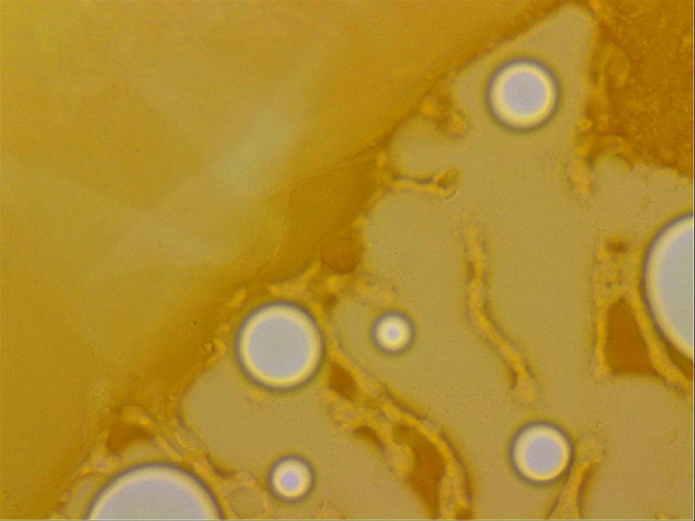 Haplomacrobiotus hermosillensis image