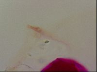 Haplomacrobiotus hermosillensis image