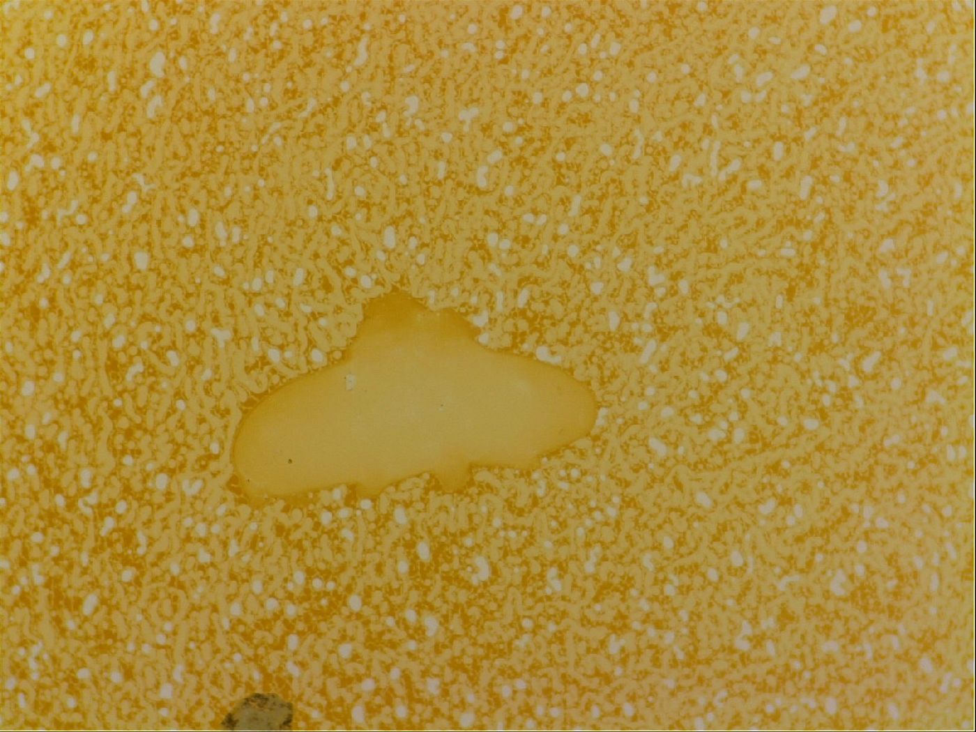 Haplomacrobiotus hermosillensis image
