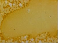Haplomacrobiotus hermosillensis image