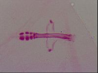 Haplomacrobiotus hermosillensis image