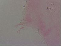 Haplomacrobiotus hermosillensis image
