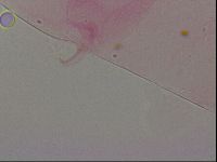 Haplomacrobiotus hermosillensis image