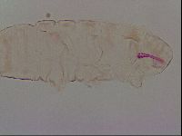 Haplomacrobiotus hermosillensis image