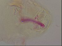 Haplomacrobiotus hermosillensis image