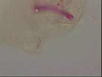 Haplomacrobiotus hermosillensis image