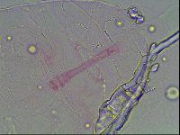 Haplomacrobiotus hermosillensis image