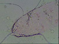 Haplomacrobiotus hermosillensis image