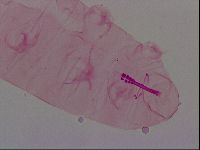 Haplomacrobiotus hermosillensis image