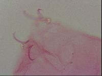Haplomacrobiotus hermosillensis image