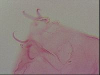 Haplomacrobiotus hermosillensis image