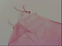 Haplomacrobiotus hermosillensis image