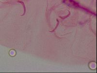 Haplomacrobiotus hermosillensis image
