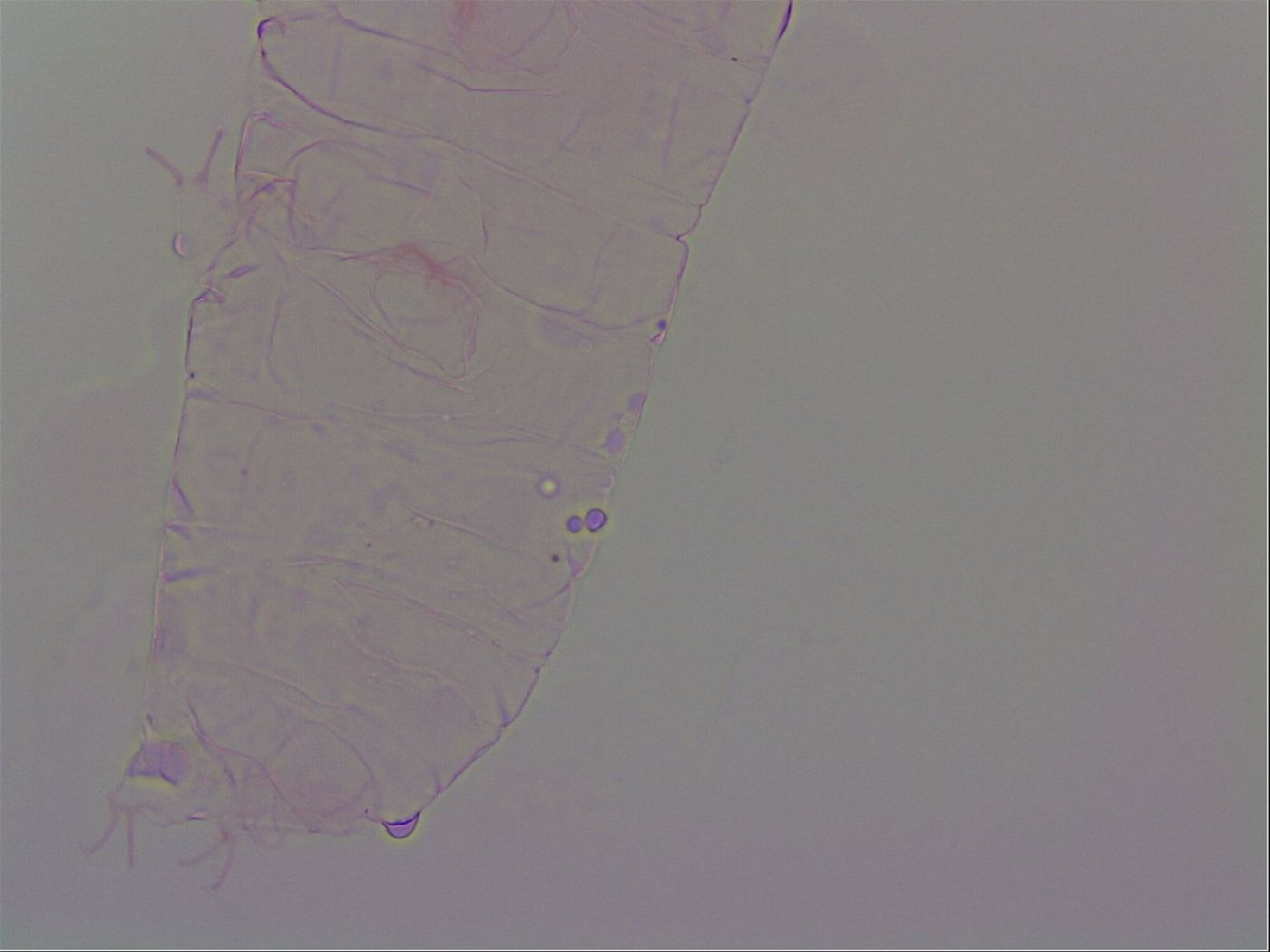 Haplomacrobiotus hermosillensis image