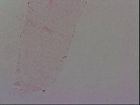 Haplomacrobiotus hermosillensis image