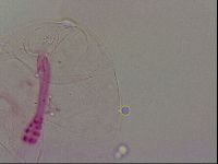 Haplomacrobiotus hermosillensis image