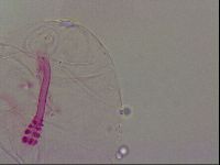 Haplomacrobiotus hermosillensis image