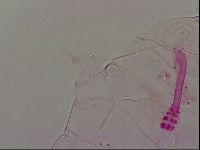 Haplomacrobiotus hermosillensis image