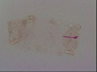 Haplomacrobiotus hermosillensis image