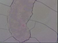 Haplomacrobiotus hermosillensis image