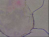 Haplomacrobiotus hermosillensis image