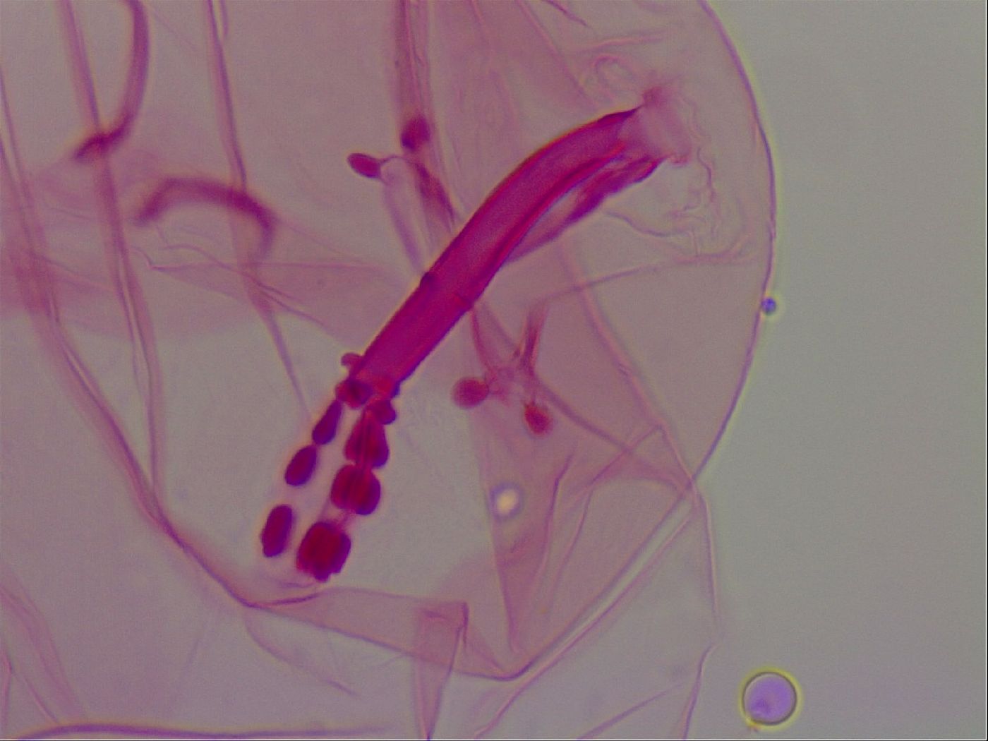 Haplomacrobiotus hermosillensis image