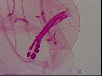Haplomacrobiotus hermosillensis image