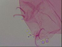Haplomacrobiotus hermosillensis image
