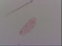 Haplomacrobiotus hermosillensis image