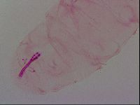 Haplomacrobiotus hermosillensis image