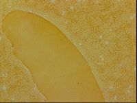 Haplomacrobiotus hermosillensis image