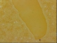 Haplomacrobiotus hermosillensis image