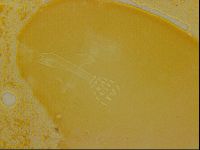 Haplomacrobiotus hermosillensis image