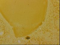 Haplomacrobiotus hermosillensis image